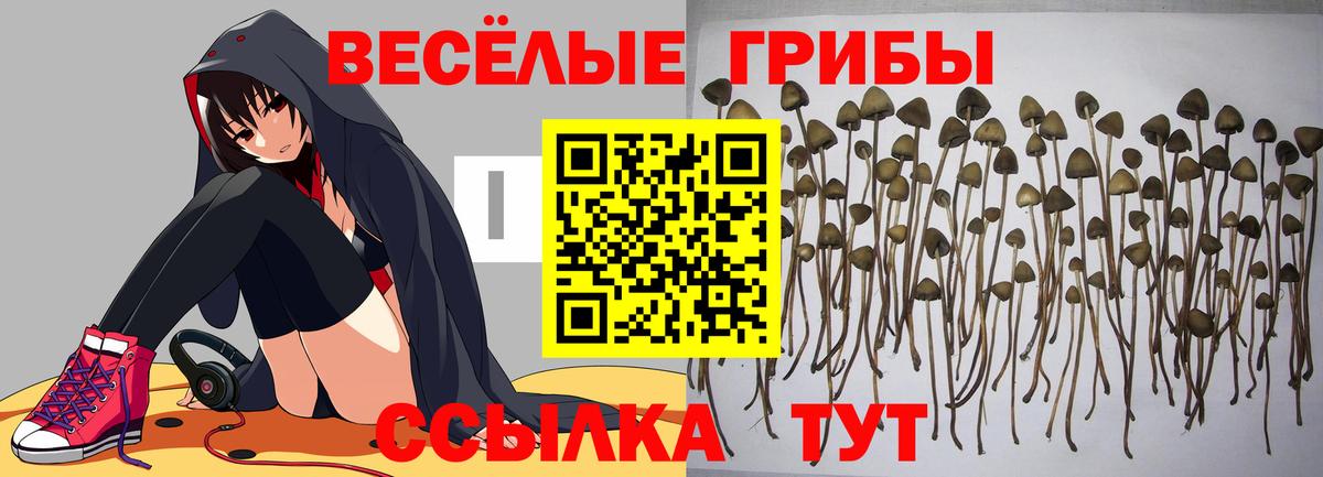 Галлюциногенные грибы Psilocybine cubensis  Вход с VPN  Ростов Великий 